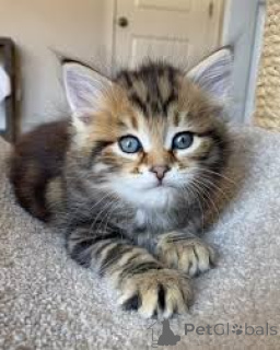 Foto №2 zu Ankündigung № 166939 zu verkaufen norwegische waldkatze - einkaufen Finnland quotient 	ankündigung, züchter