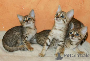 Foto №1. savannah-katze - zum Verkauf in der Stadt Antwerpen | Frei | Ankündigung № 172455