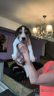 Foto №4. Ich werde verkaufen russischer jagdhund in der Stadt Hamburg. quotient 	ankündigung - preis - 2€