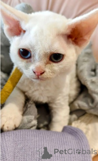 Foto №2 zu Ankündigung № 160333 zu verkaufen devon rex - einkaufen Deutschland züchter