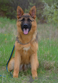 Foto №1. deutscher schäferhund - zum Verkauf in der Stadt New York | 568€ | Ankündigung № 79839