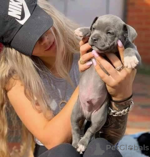 Foto №2 zu Ankündigung № 165304 zu verkaufen staffordshire bull terrier - einkaufen Frankreich züchter