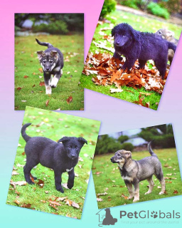 Foto №1. mischlingshund - zum Verkauf in der Stadt Moskova | Frei | Ankündigung № 158292