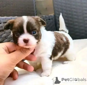 Foto №2 zu Ankündigung № 165175 zu verkaufen chihuahua - einkaufen Deutschland 