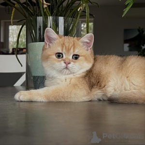 Foto №2 zu Ankündigung № 159633 zu verkaufen chinchilla-katze - einkaufen Deutschland züchter