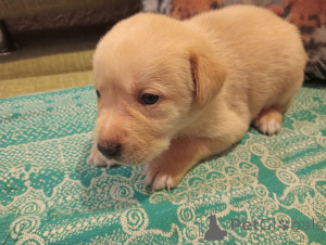 Foto №3. Welpe. Russische Föderation