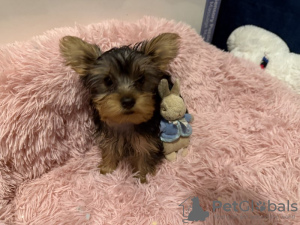 Foto №2 zu Ankündigung № 133374 zu verkaufen yorkshire terrier - einkaufen Deutschland quotient 	ankündigung