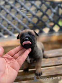 Zusätzliche Fotos: Belgische Schäferhundwelpen