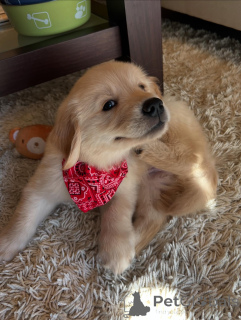 Foto №3. Wunderschöne Golden Retriever-Welpen auf der Suche nach einer Familie für immer. Deutschland