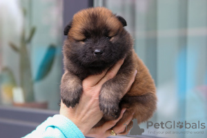 Foto №2 zu Ankündigung № 103981 zu verkaufen eurasier - einkaufen Lettland vom kindergarten, züchter