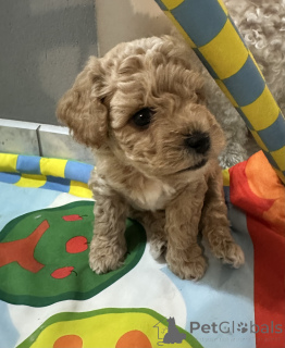 Foto №1. bichon frisé - zum Verkauf in der Stadt Wrocław | 1550€ | Ankündigung № 110122