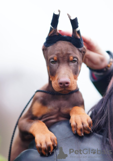 Foto №1. dobermann - zum Verkauf in der Stadt Tallinn | 1400€ | Ankündigung № 36695