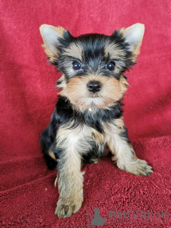 Foto №1. yorkshire terrier - zum Verkauf in der Stadt Esti | 300€ | Ankündigung № 76988