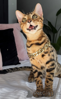 Foto №2 zu Ankündigung № 176655 zu verkaufen bengal katzenrasse - einkaufen Australien quotient 	ankündigung