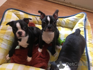 Foto №2 zu Ankündigung № 123936 zu verkaufen boston terrier - einkaufen Niederlande quotient 	ankündigung, züchter