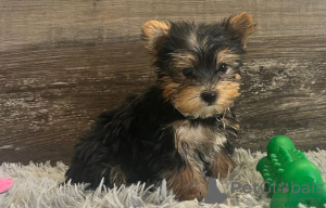 Foto №1. yorkshire terrier - zum Verkauf in der Stadt Berlin | 350€ | Ankündigung № 107525