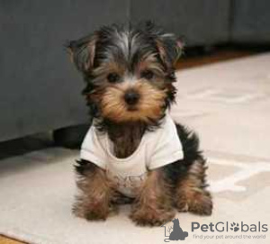 Foto №3. Teacup Yorkshire Terrier Welpe zur kostenlosen Adoption. Deutschland