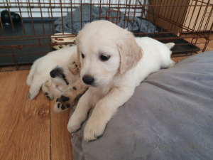 Foto №1. golden retriever - zum Verkauf in der Stadt Berlin | 400€ | Ankündigung № 124660