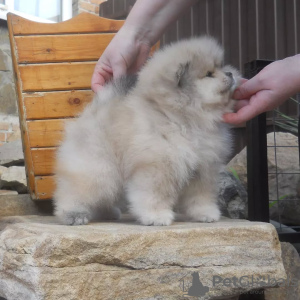 Foto №4. Ich werde verkaufen pommersche spitz in der Stadt Bremen. quotient 	ankündigung - preis - 404€