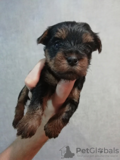 Foto №1. biewer terrier, yorkshire terrier - zum Verkauf in der Stadt Tallinn | 450€ | Ankündigung № 96585