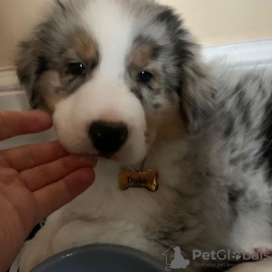 Foto №4. Ich werde verkaufen australian shepherd in der Stadt Berlin. quotient 	ankündigung - preis - verhandelt