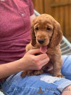 Foto №3. Wunderschöne amerikanische Cocker Spaniel-Welpen zu verkaufen. Deutschland