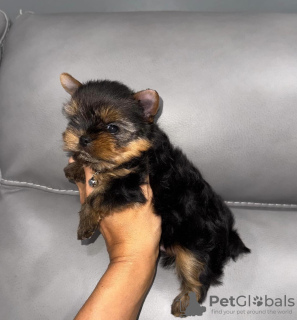 Foto №2 zu Ankündigung № 121634 zu verkaufen yorkshire terrier - einkaufen Großbritannien aus dem tierheim