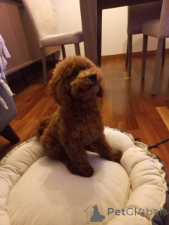 Foto №1. pudel (toy) - zum Verkauf in der Stadt Londoner Bezirk von Camden | 350€ | Ankündigung № 160256