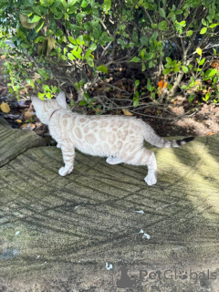 Foto №2 zu Ankündigung № 152535 zu verkaufen bengal katzenrasse - einkaufen Deutschland quotient 	ankündigung