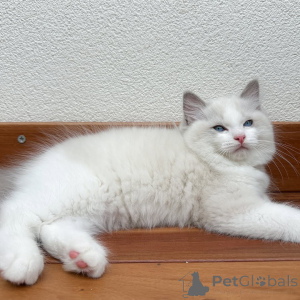 Foto №2 zu Ankündigung № 160393 zu verkaufen ragdoll-katze - einkaufen Island quotient 	ankündigung