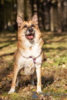 Zusätzliche Fotos: Gerda ist die Verkörperung von Geborgenheit, großer Liebe und Treue!