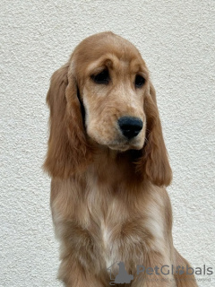 Foto №3. Englischer Cocker Spaniel weiblicher Welpe. Serbien