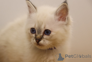 Foto №2 zu Ankündigung № 172226 zu verkaufen birma-katze - einkaufen Mexiko quotient 	ankündigung