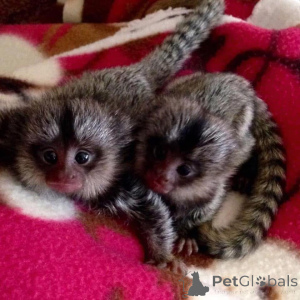 Foto №1.  - zum Verkauf in der Stadt Arrondisman de Brüssel Kapital | Frei | Ankündigung № 161693