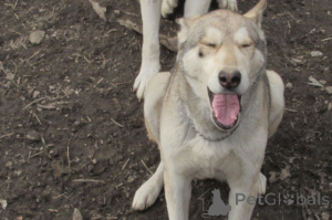 Foto №2 zu Ankündigung № 146695 zu verkaufen deutscher schäferhund - einkaufen USA züchter