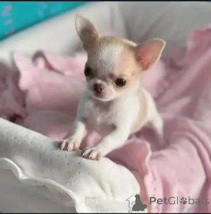 Foto №2 zu Ankündigung № 164731 zu verkaufen  - einkaufen Ungarn 