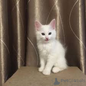 Foto №2 zu Ankündigung № 172746 zu verkaufen türkisch angora - einkaufen Belgien quotient 	ankündigung, züchter