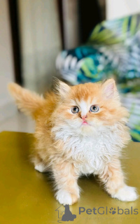 Foto №2 zu Ankündigung № 136516 zu verkaufen ragdoll-katze - einkaufen Deutschland züchter