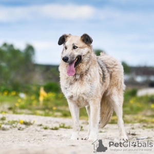 Zusätzliche Fotos: Georges ist ein zarter und anhänglicher Hund. Auf der Suche nach einem Zuhause!