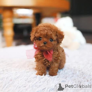 Foto №4. Ich werde verkaufen malteser in der Stadt Bradenton. züchter - preis - verhandelt