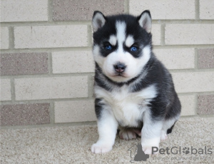 Foto №1. siberian husky - zum Verkauf in der Stadt Blitchton | verhandelt | Ankündigung № 44312