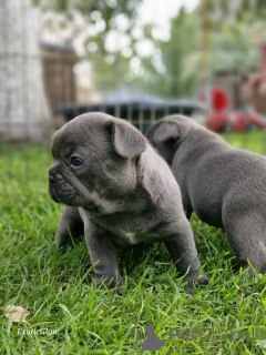 Foto №2 zu Ankündigung № 161853 zu verkaufen französische bulldogge - einkaufen Weißrussland quotient 	ankündigung, vom kindergarten