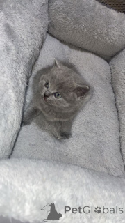 Foto №2 zu Ankündigung № 166921 zu verkaufen britisch langhaar - einkaufen Deutschland quotient 	ankündigung