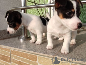 Foto №1. jack russell terrier - zum Verkauf in der Stadt Bastogne | 380€ | Ankündigung № 96330