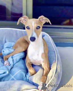 Foto №3. Whippet. Deutschland