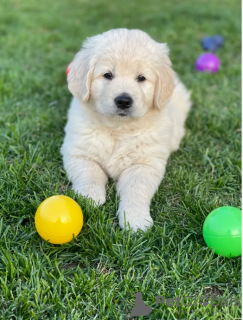 Foto №1. golden retriever - zum Verkauf in der Stadt Stockholm | verhandelt | Ankündigung № 113240