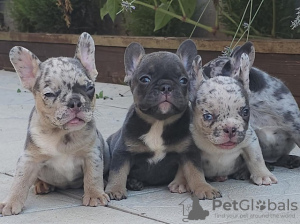 Foto №4. Ich werde verkaufen französische bulldogge in der Stadt Stari Banovci. züchter - preis - verhandelt