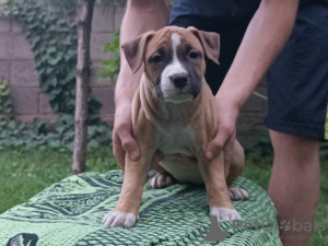 Foto №4. Ich werde verkaufen amerikanischer staffordshire terrier in der Stadt Bischkek. quotient 	ankündigung, züchter - preis - verhandelt