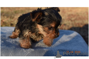 Foto №1. yorkshire terrier - zum Verkauf in der Stadt Dubai | verhandelt | Ankündigung № 168785