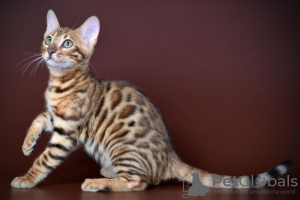 Foto №3. Wunderschöner Bengal-Junge und -Mädchen. Deutschland